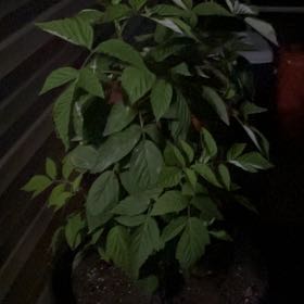 Photo of the plant species European Red Raspberry by @PremierCashew77 named Kardashian on Greg, the plant care app