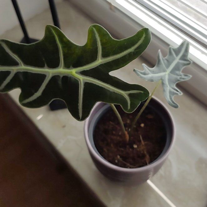 Photo of the plant species Alocasia Sanderiana by @AceLovevine57 named Keanu Leaves on Greg, the plant care app