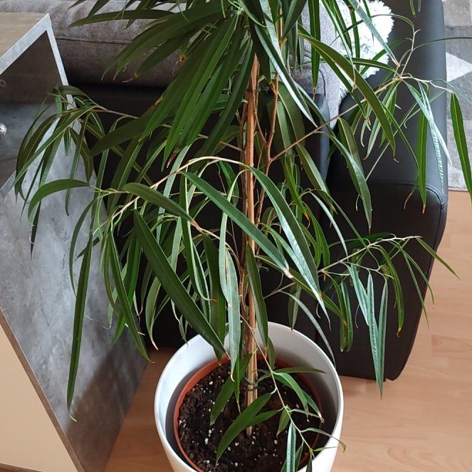 Photo of the plant species Ficus Alii by @AceLovevine57 named Lavender on Greg, the plant care app