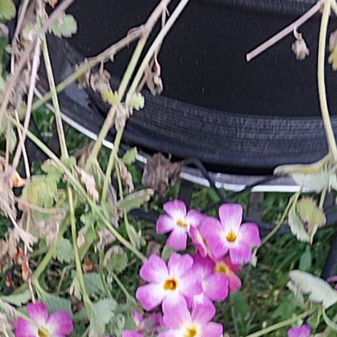 Photo of the plant species Lilacbush by @FirstRockfig82 named Dax on Greg, the plant care app