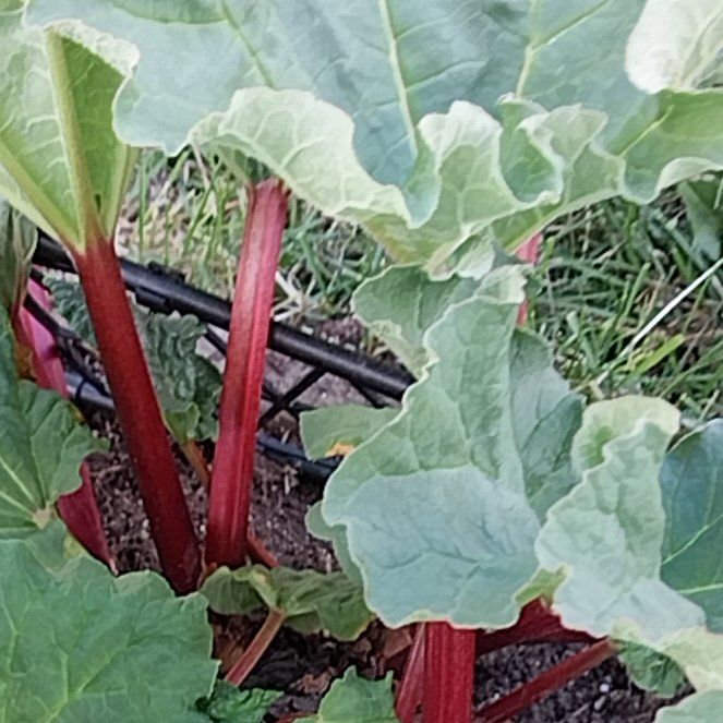 Photo of the plant species Garden Rhubarb by @FirstRockfig82 named Sherlock on Greg, the plant care app
