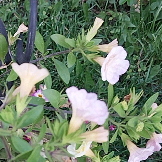 Photo of the plant species Petunia by @FirstRockfig82 named Sanders on Greg, the plant care app
