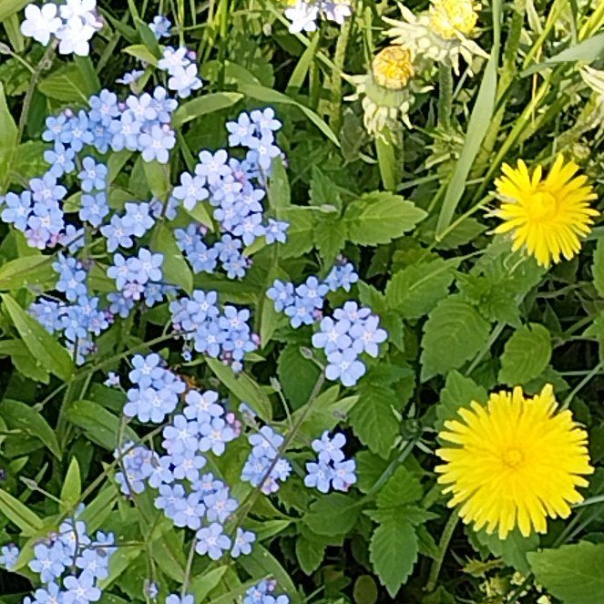 Photo of the plant species Forget-Me-Not by @FirstRockfig82 named Huckleberry Fern on Greg, the plant care app