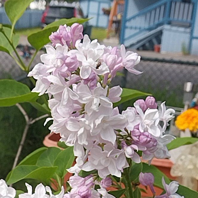 Photo of the plant species Lilac by @FirstRockfig82 named Walt on Greg, the plant care app