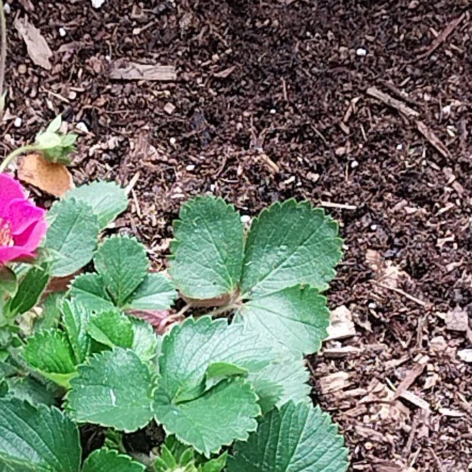 Photo of the plant species Beach Strawberry by @FirstRockfig82 named Beckham on Greg, the plant care app