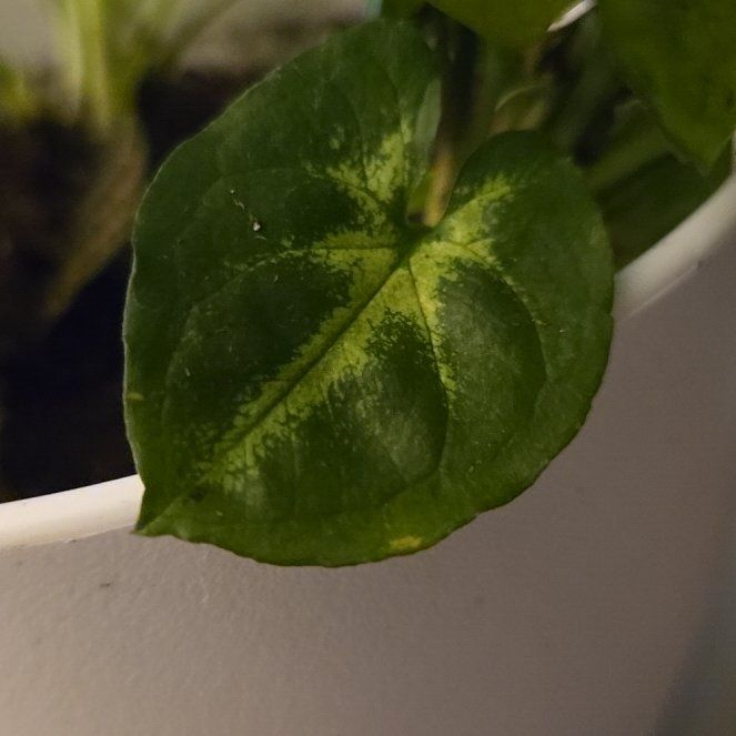 Photo of the plant species Common Buckwheat by @TrueblueCaraway named Eva on Greg, the plant care app
