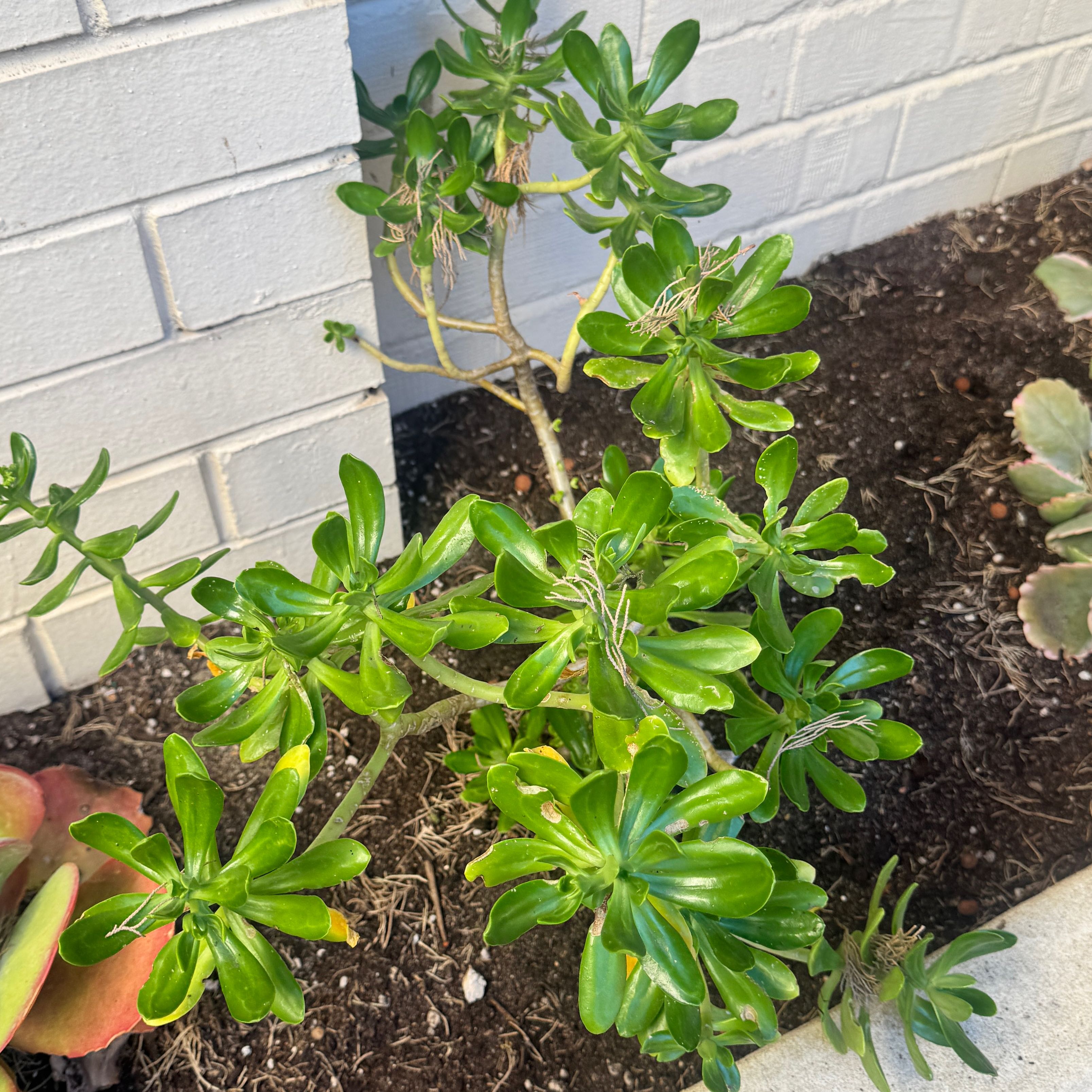 Photo of the plant species beach cabbage by @ChicHorminum54 named Apollo on Greg, the plant care app