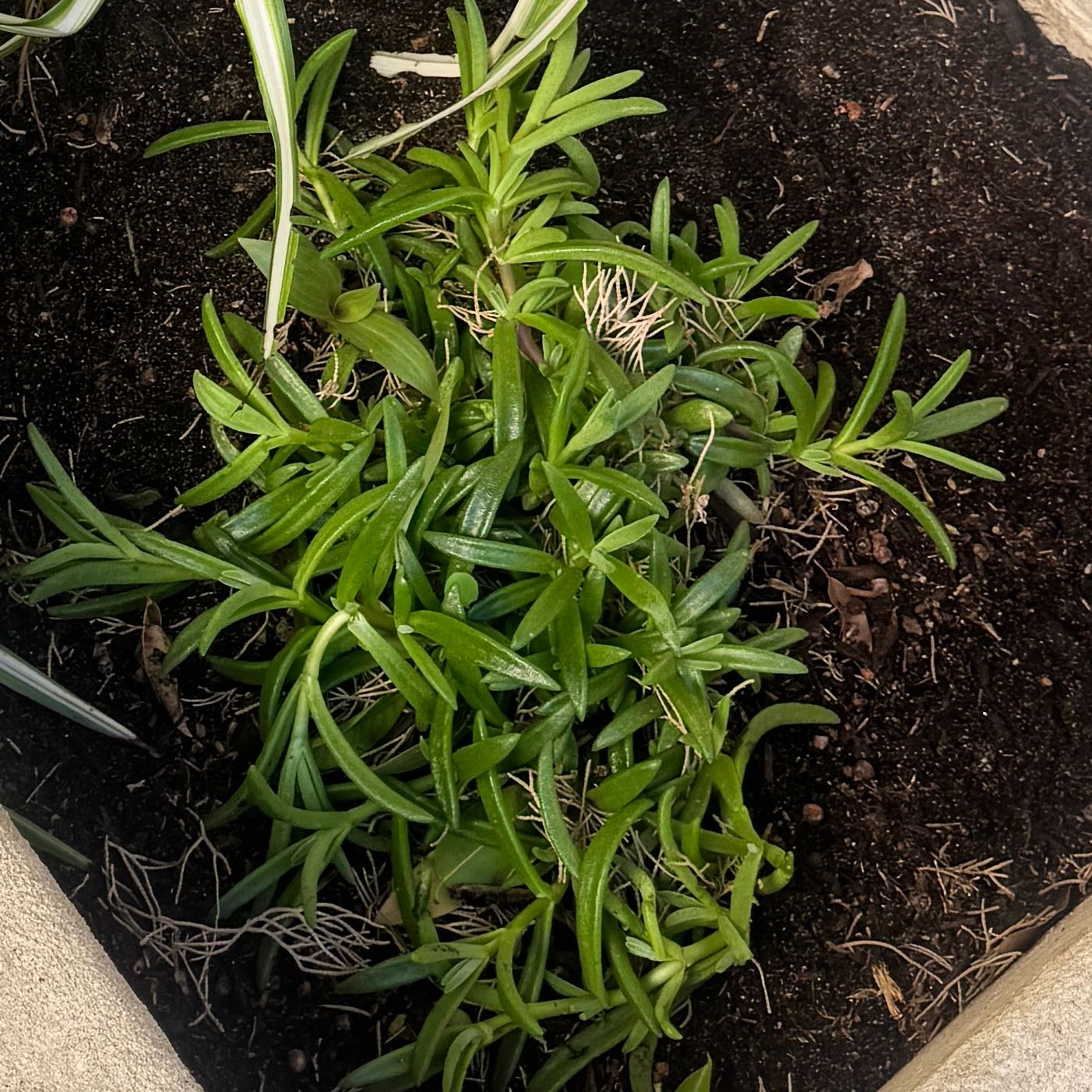 Photo of the plant species Disphyma by @ChicHorminum54 named Terra on Greg, the plant care app