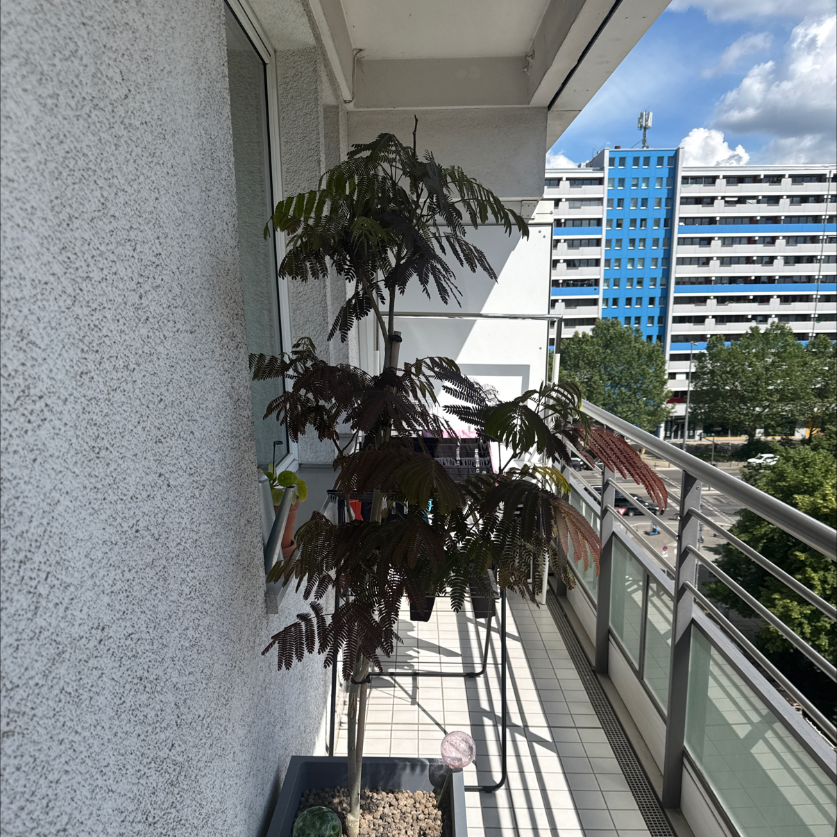 Photo of the plant species Silk Tree by @RobustZzplant27 named Miley on Greg, the plant care app