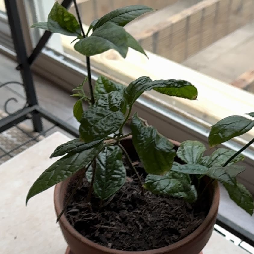 Photo of the plant species Bleeding Heart Vine by @WhollyCorkoak42 named Apollo on Greg, the plant care app