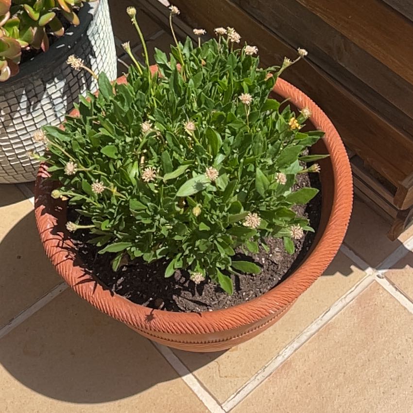 Photo of the plant species Marigold by @WorldlyRoselle named Kobe on Greg, the plant care app