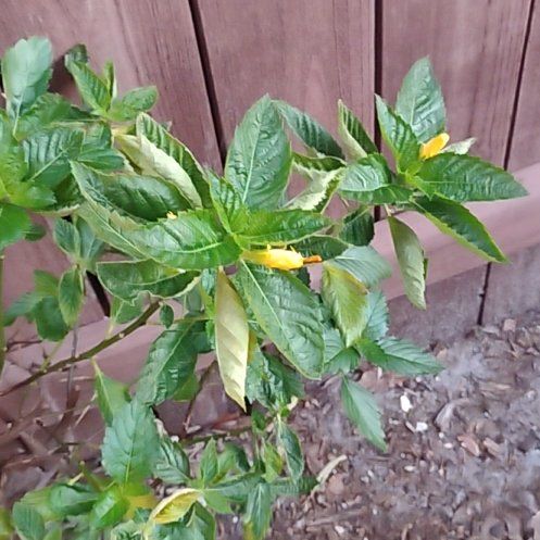 Photo of the plant species Ramgoat Dashalong by @ProBluerose31 named Remington on Greg, the plant care app