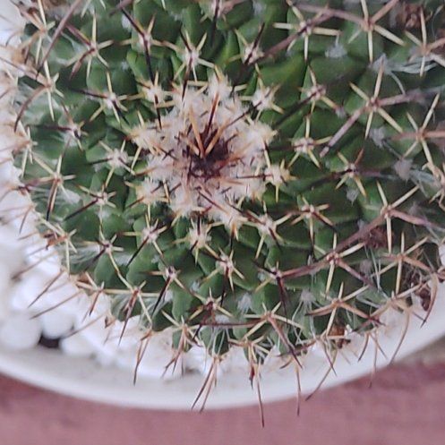 Photo of the plant species Mammillaria Uncinata by @ProBluerose31 named ChloroPhil on Greg, the plant care app