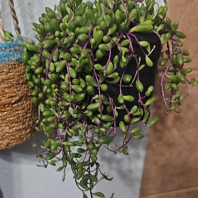 Photo of the plant species ruby necklace by @WinGreenash92 named Gomez on Greg, the plant care app