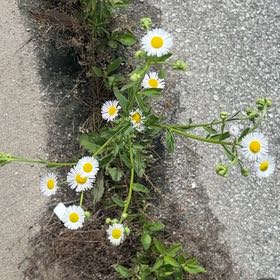 Photo of the plant species Annual Fleabane by @NewWorm44 named Hamilton on Greg, the plant care app