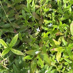 Photo of the plant species Virginia Buttonweed by @NewWorm44 named Denali on Greg, the plant care app