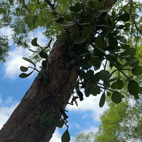 Photo of the plant species Oak Mistletoe by @NewWorm44 named Foxxy on Greg, the plant care app