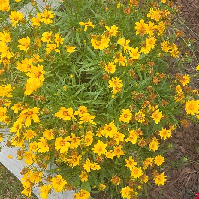Photo of the plant species Lanceleaf Tickseed by @MindfulYuzu25 named Zion on Greg, the plant care app