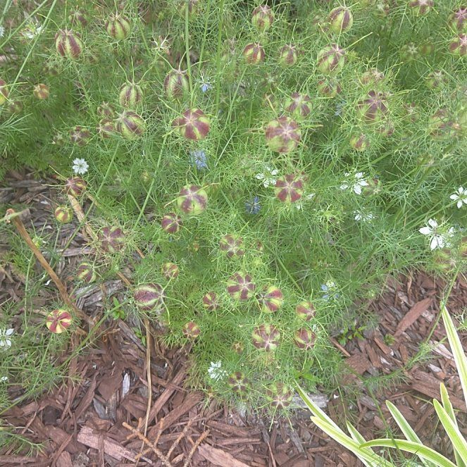 Photo of the plant species Devil in the Bush by @MindfulYuzu25 named James Dean on Greg, the plant care app