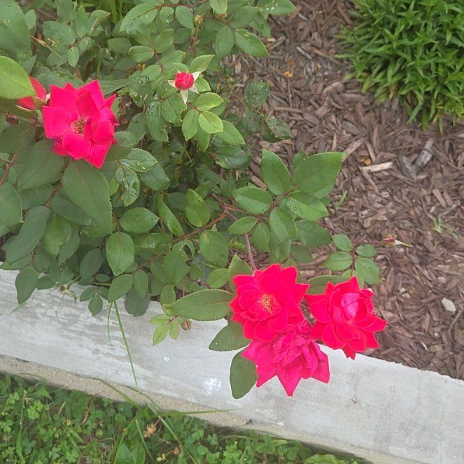 Photo of the plant species Alpine Rose by @MindfulYuzu25 named Sage on Greg, the plant care app