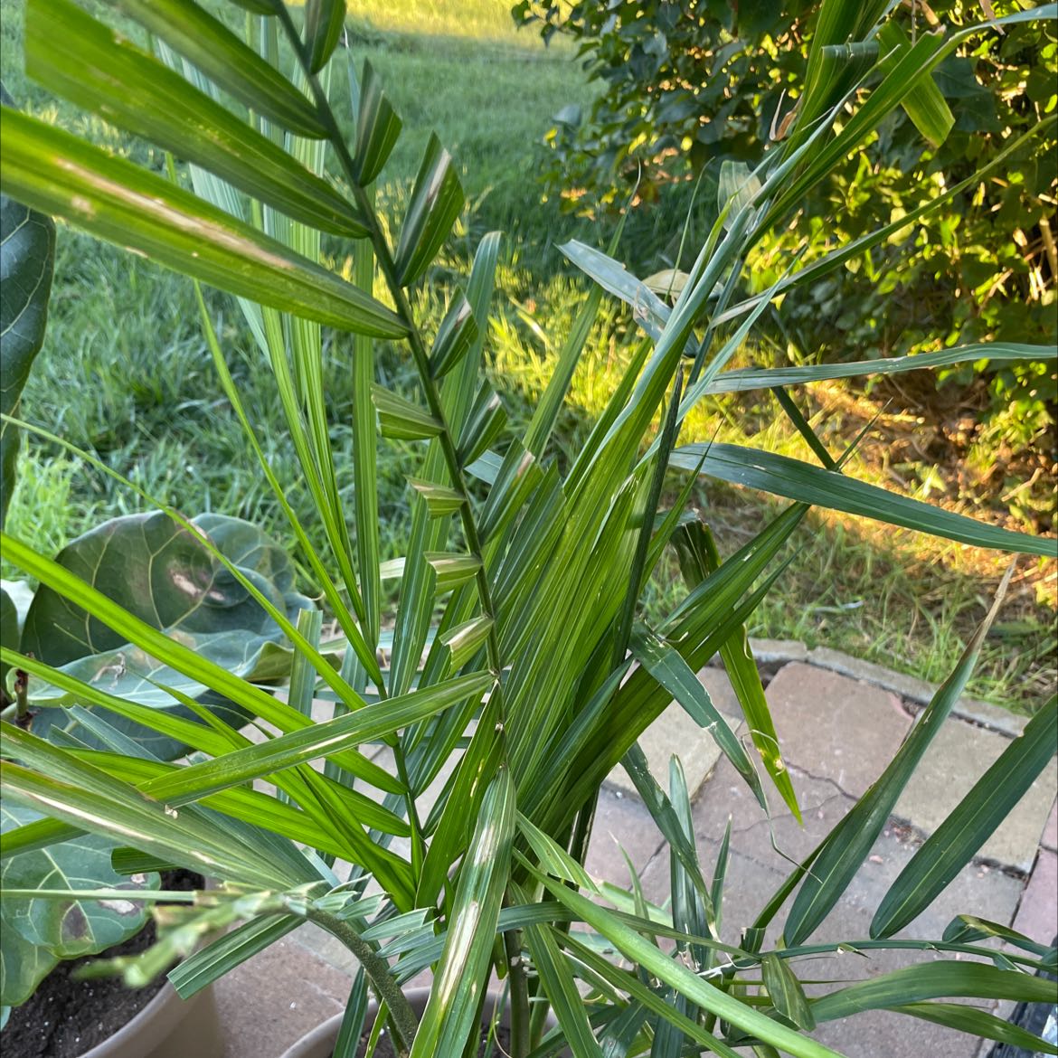 Healthy Canary Island Date Palm with green fronds in a garden setting.