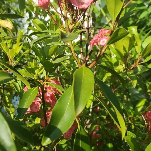 Photo of the plant species Calico Bush by @theReason named Calico on Greg, the plant care app