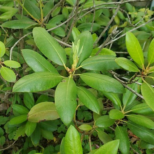 Photo of the plant species Catawba Rhododendron by @theReason named Window on Greg, the plant care app