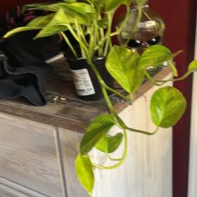 Photo of the plant species Neon Queen Pothos by @GaietyComet95 named Michelle Branch on Greg, the plant care app