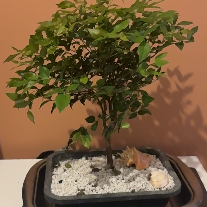 Photo of the plant species Jabuticabeira by @UnfeignedCorn24 named Marilyn on Greg, the plant care app