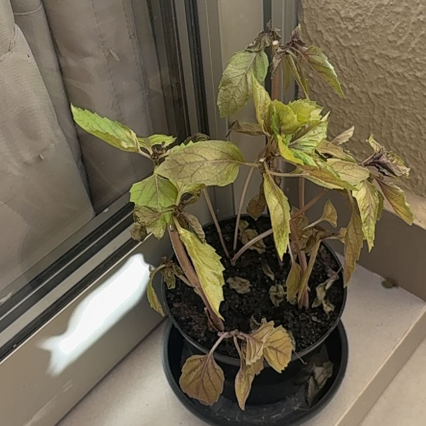 Photo of the plant species Purple Basil by @UnfeignedCorn24 named Beckham on Greg, the plant care app