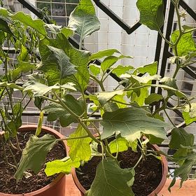 Photo of the plant species Eggplant by @ArtisteAnthemis named Gregarious on Greg, the plant care app