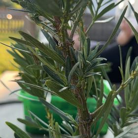 Photo of the plant species Oleander by @ElegantBibi83 named Darwin on Greg, the plant care app