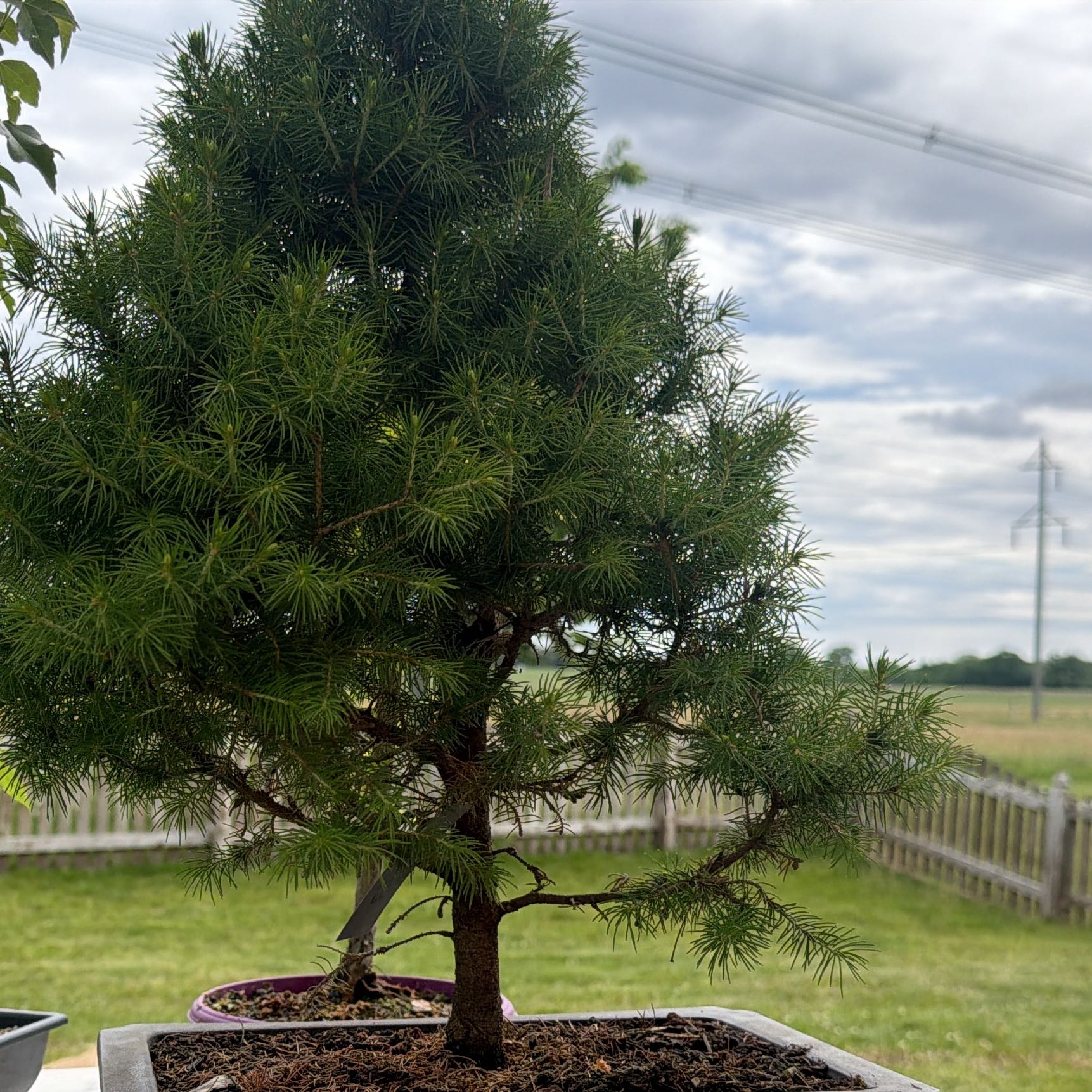 Photo of the plant species Dwarf Alberta Spruce by @ElegantBibi83 named Maya on Greg, the plant care app