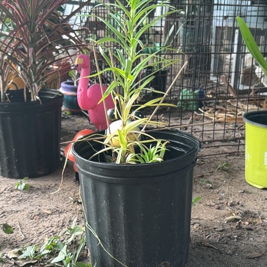 Photo of the plant species Orange Lily by @ExaltedBaibua70 named Drake on Greg, the plant care app