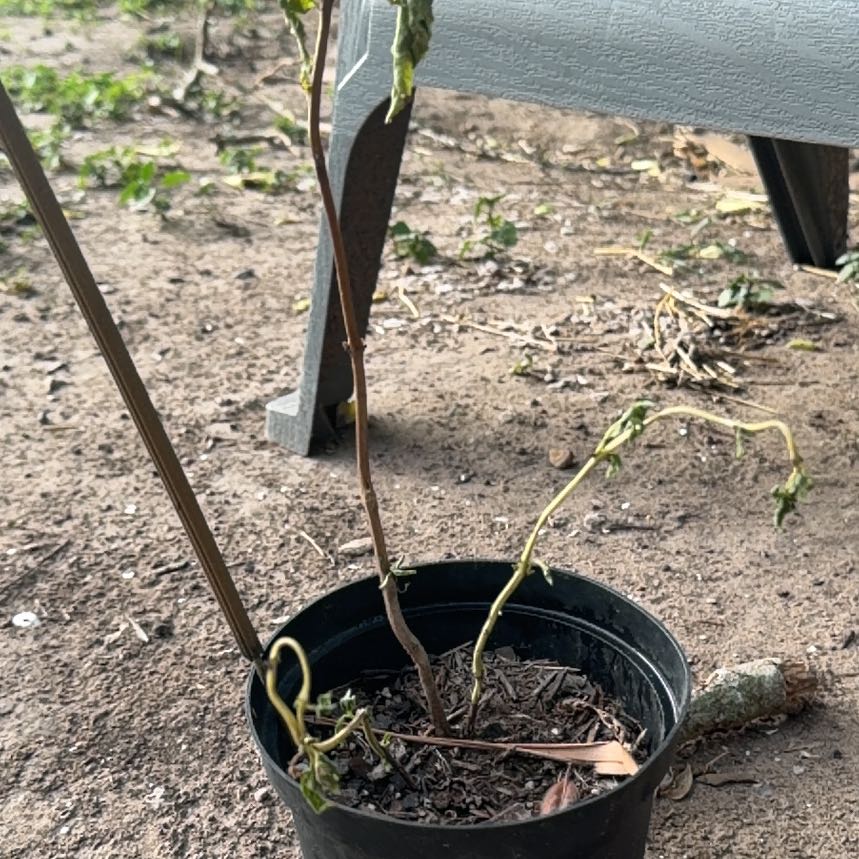 Photo of the plant species Thai Basil by @ExaltedBaibua70 named Navajo on Greg, the plant care app