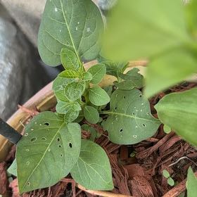 Photo of the plant species Marvel of Peru by @TryAvocado48 named Dax on Greg, the plant care app