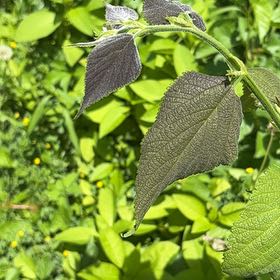 Photo of the plant species Wrinkled Viburnum by @TryAvocado48 named Fernie Mercury on Greg, the plant care app