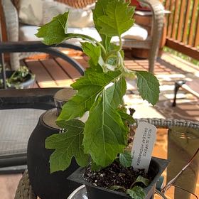 Photo of the plant species Oakleaf Hydrangea by @LegitWharangi66 named Miley on Greg, the plant care app