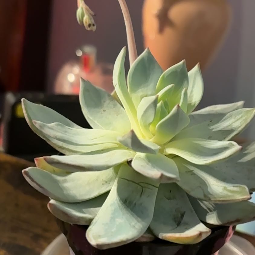 Photo of the plant species Echeveria peacockii hybrid by @PromptFlax28 named Morgan Treeman on Greg, the plant care app