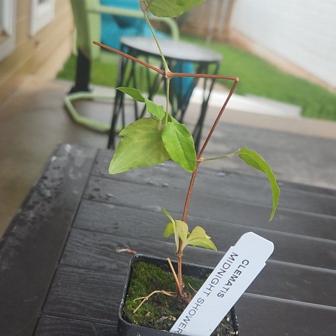 Photo of the plant species Asiatic Dayflower by @HipAnahaw16 named McKinley on Greg, the plant care app