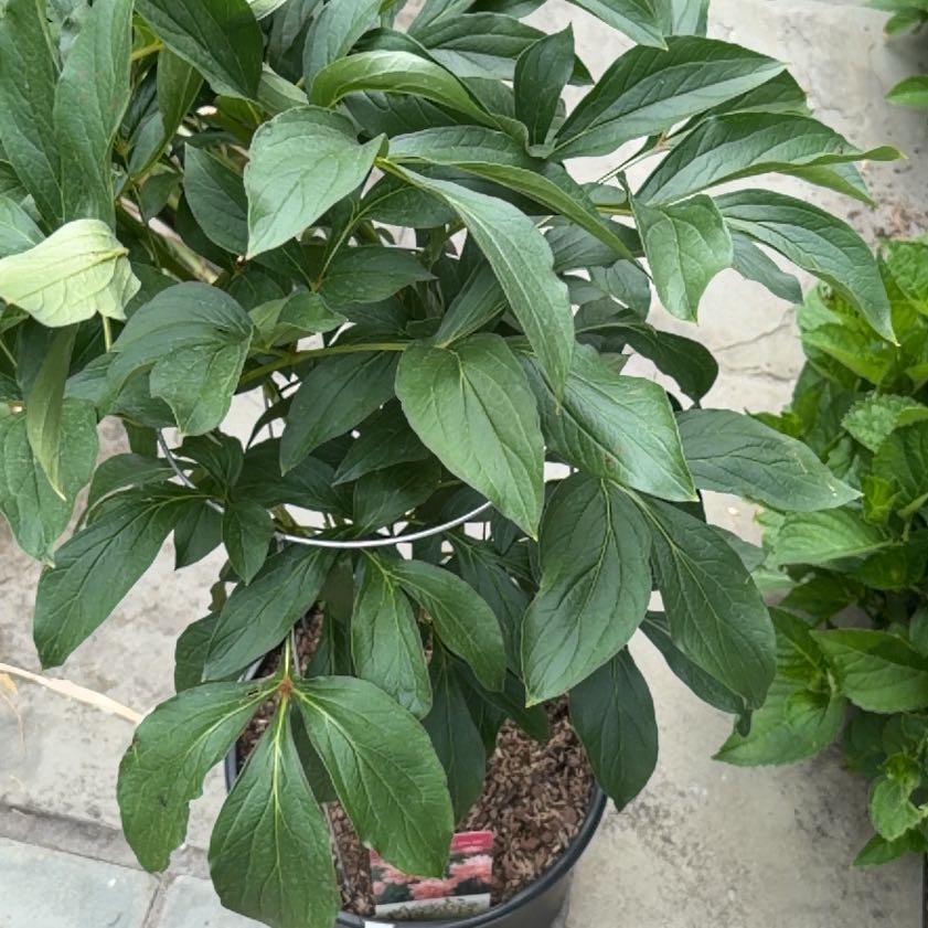 Photo of the plant species Chinese Peony by @LordlyKonjac27 named Nithin on Greg, the plant care app