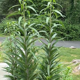 Photo of the plant species Easter Lily by @LordlyKonjac27 named Mochi on Greg, the plant care app
