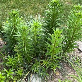 Photo of the plant species Lilium Pardalinum by @LordlyKonjac27 named Osmo on Greg, the plant care app