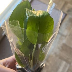 Photo of the plant species Virginia Bluebell by @UberAloevera48 named Aristotle on Greg, the plant care app