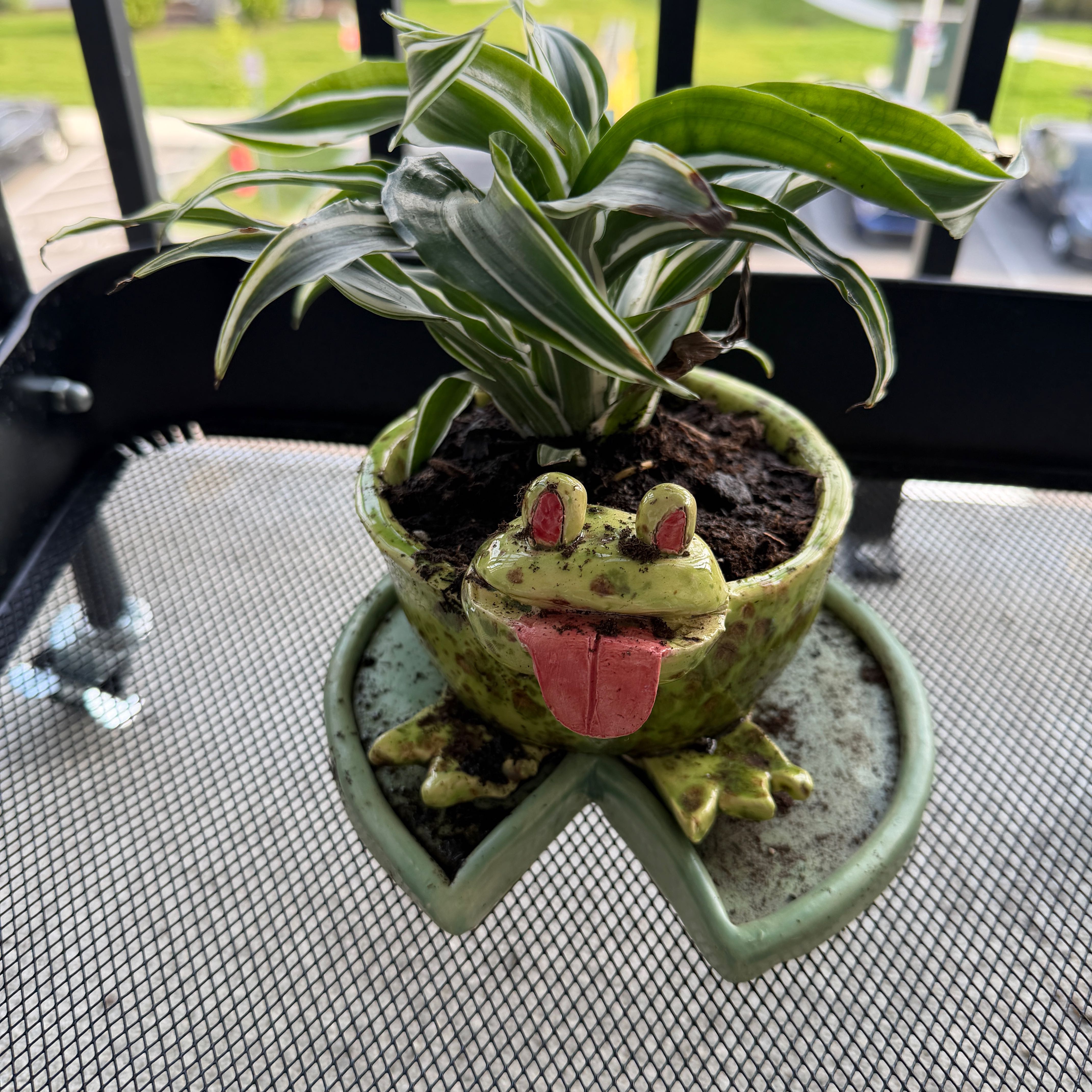 Photo of the plant species Dracaena Jade Jewel by @SnappyOricad29 named Frog on Greg, the plant care app