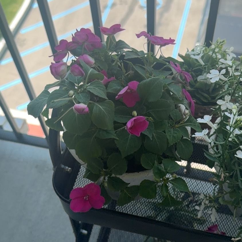 Photo of the plant species Impatiens 'Beacon Violet Shades' by @SnappyOricad29 named Violet on Greg, the plant care app