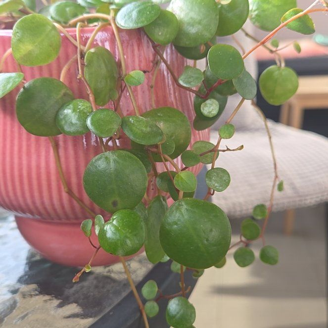 Photo of the plant species Maidenhair Vine by @BabyAnahaw67 named da Vinci on Greg, the plant care app