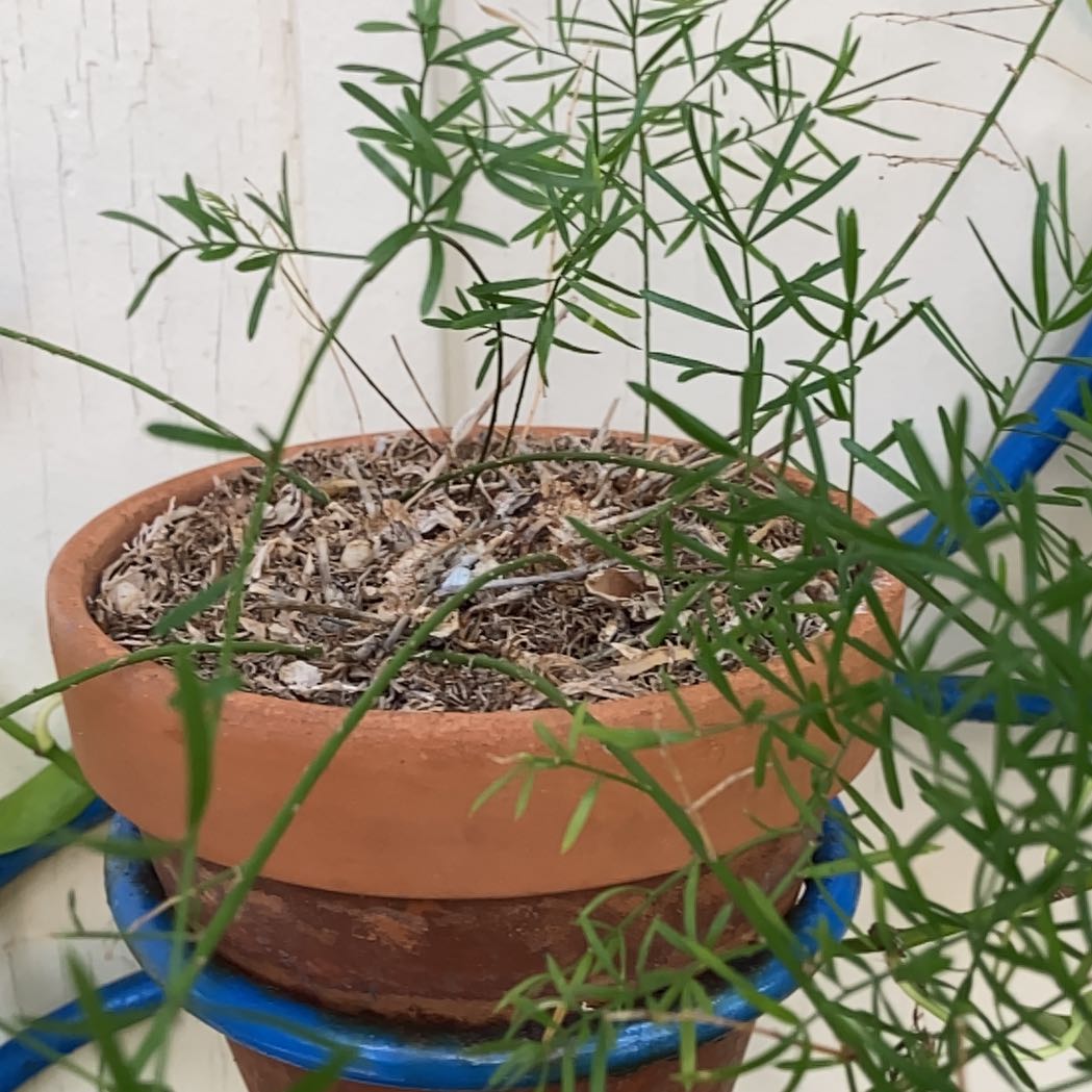 Photo of the plant species Whisk Fern by @HotFeijoa41 named Figyonce on Greg, the plant care app