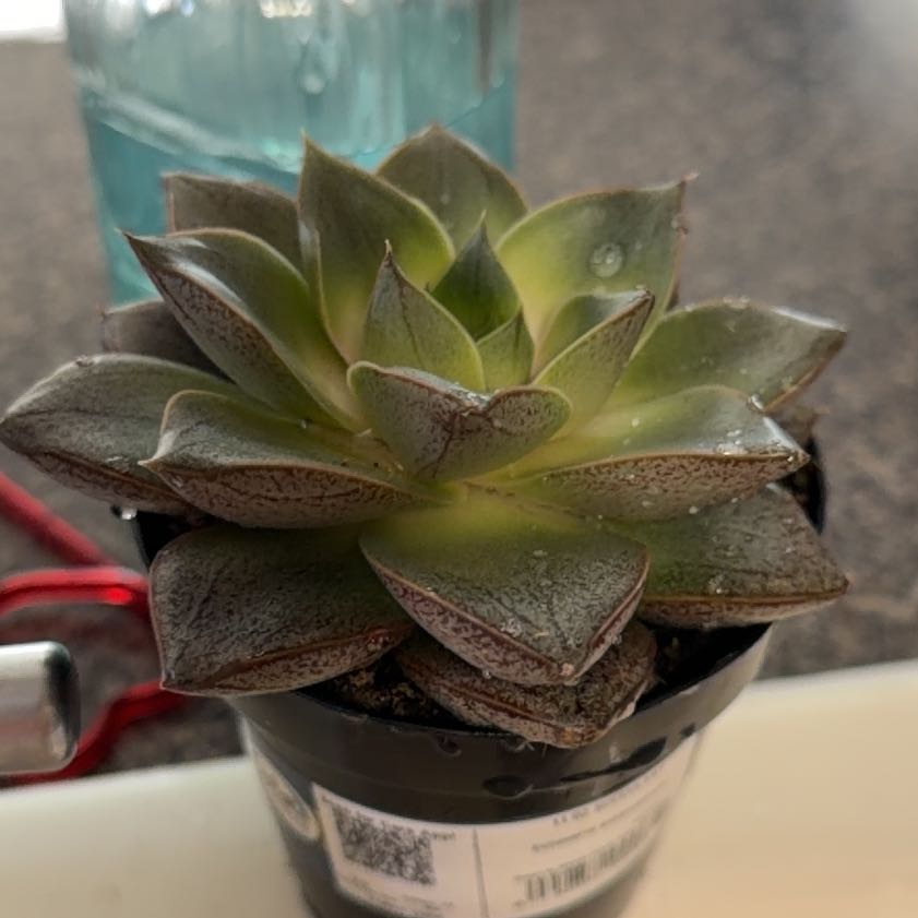 Photo of the plant species Echeveria purpusorum by @UberHeather31 named Walt on Greg, the plant care app