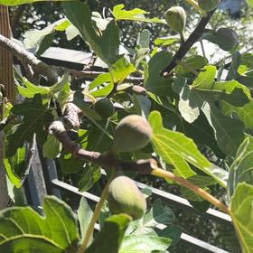 Photo of the plant species Black Fig by @BackupEllisia21 named Emerson on Greg, the plant care app